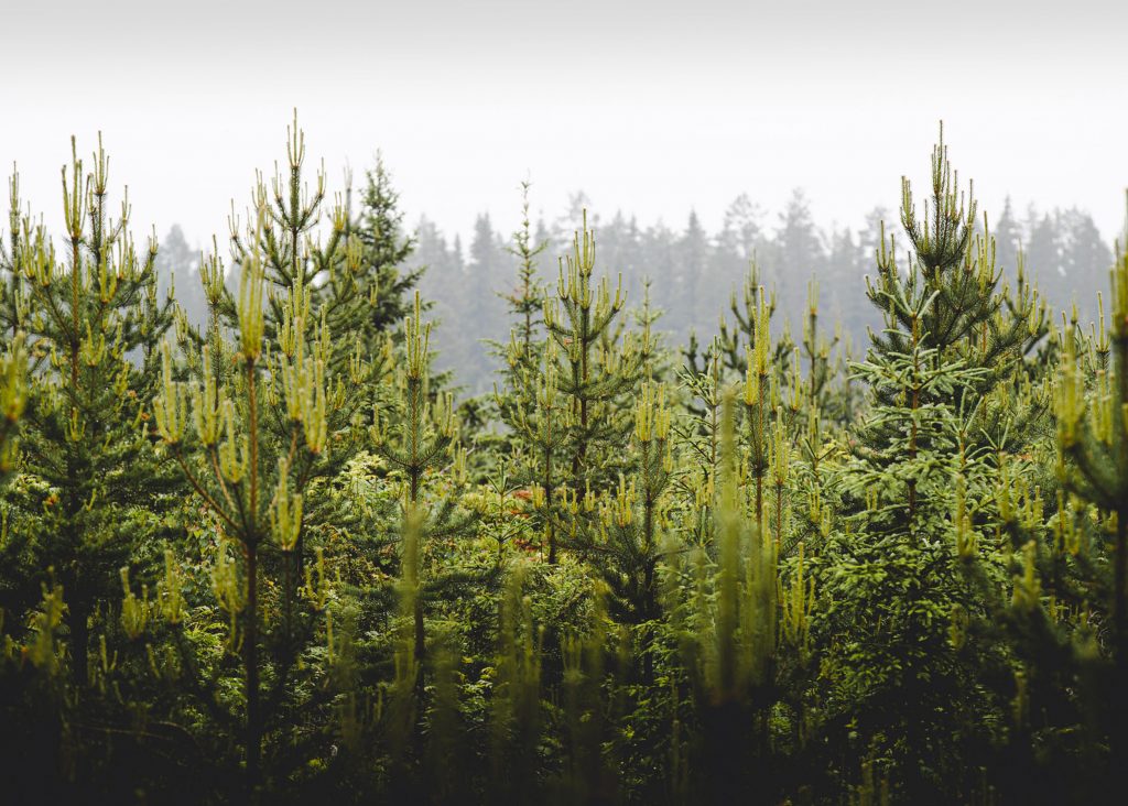 Forest, Kallax Flyg, helicopter transports