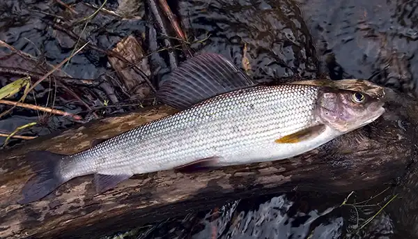 Mountain fishing grayling Mountain fishing grayling